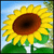 Sunshine Acres Deluxe
