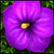 Flower Paradise Deluxe