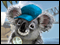 Big City Adventure Sydney Deluxe