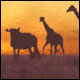 Adventure Inlay Safari Edition