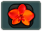 Orchido