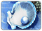 Seashell Squeeze