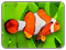 Goldfish Bowl